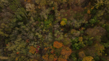 Autumn is the most beautiful (picturesque) season in the forest. Odessa region (Ukraine).