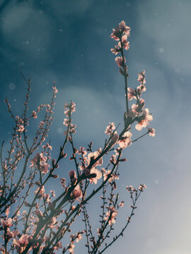 Cherry tree blossom branch