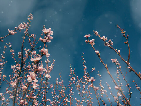 Dreamy surreal spring blossom