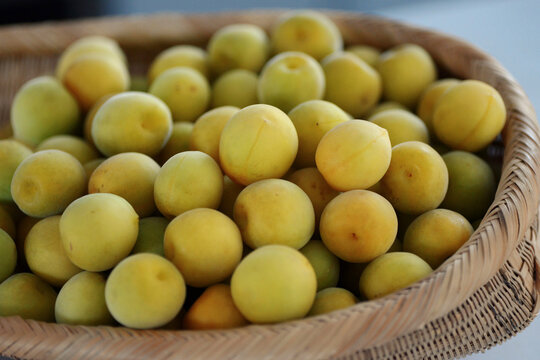 The fresh picked green plum is spread in the container. Used to brew green plum wine