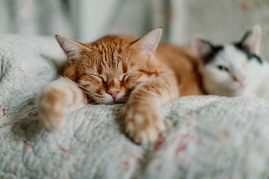 One sleeping cat with an awaken cat laying close to him and looking straight at the camera
