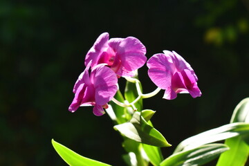 Dendrobium orchid blooming on branch in garden