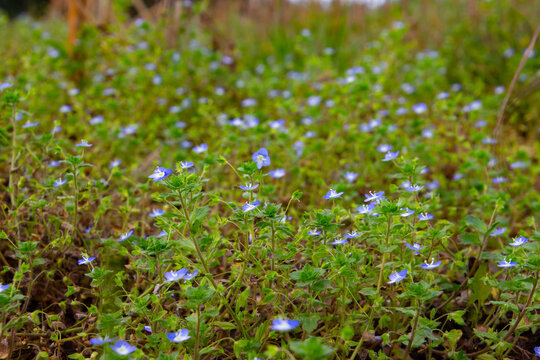 Many blue flowers of corn speedwell with selective focus and copy space, also called veronica arvensis or Feld Ehrenpreis