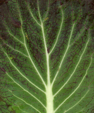 Macro photo of vegetables leaves texture background