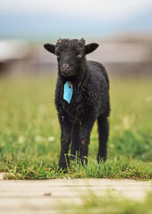 Small black ouessant or Ushant sheep lamb on green spring grass, blue tag on neck