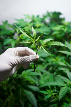 Medicinal Cannabis Plant Cutting