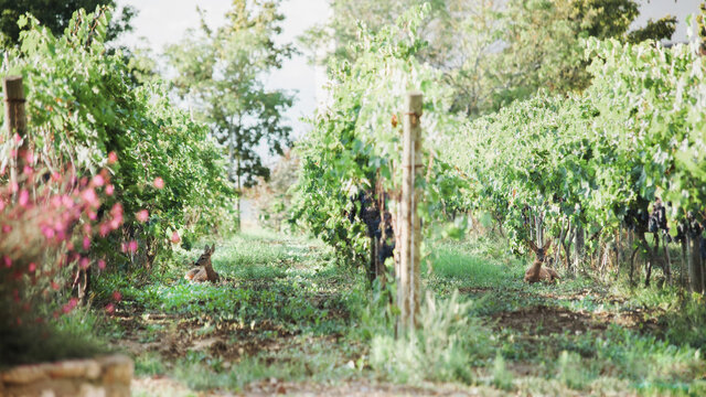 Two roedeers laying in the grass in vineyard