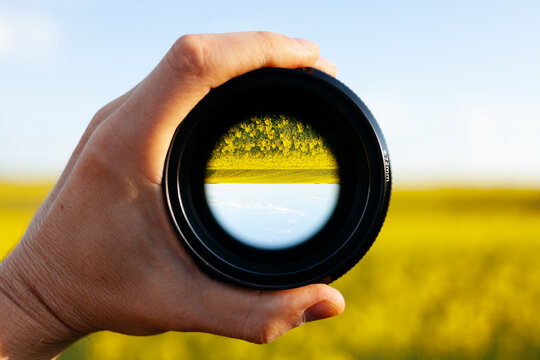 Canola (rapeseed) field