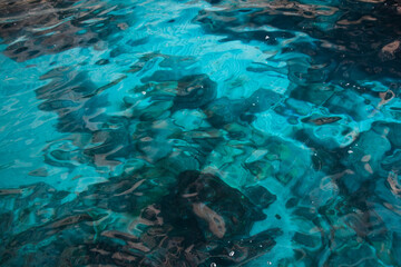 coral reef in the sea