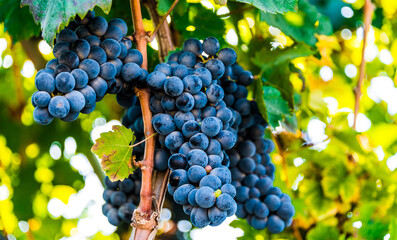 Grapes on the plantation of grapevines in Apulia, Italy