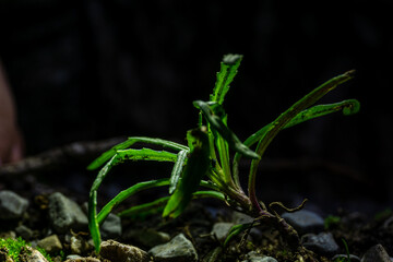 Makrofotografie von Insekten und Spinnen