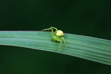 Spiders on wild plants, North China