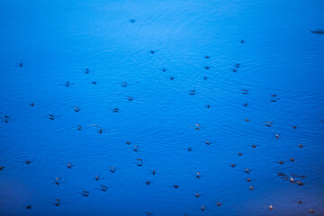 Mosquitoes on the surface of the blue water