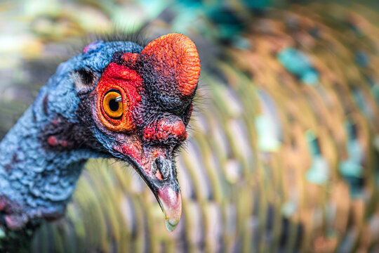 Ocellated Turkey