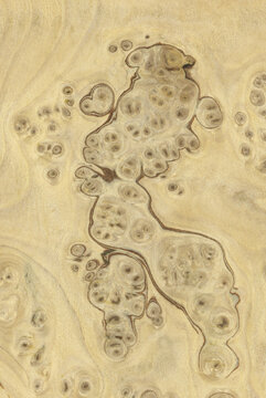 Macro photo of wood cross section Wood grain texture background