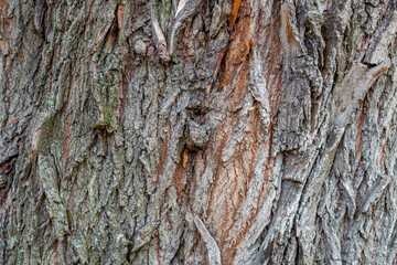 The textured surface of the bark of the old perennial deciduous tree