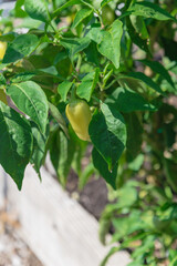 Ripe banana peppers on stem plant cultivating at raised bed garden in Texas, USA