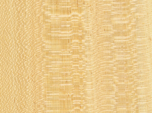 Macro photo of wood cross section Wood grain texture background