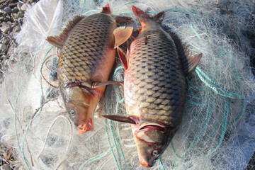 Fresh fish on fishing nets. Fishing industry concept