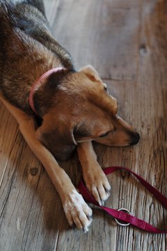 Dog laying on parquetery at home holding her leash ready to go for a walk