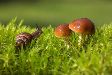 Macro photo of small brown snail sitting on the green mosses and interested in fresh hat of a mushroom