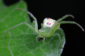 Spiders on wild plants, North China