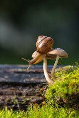 Macro photo of small brown snail sitting on the hat of fresh mushroom growing in the green mosses.