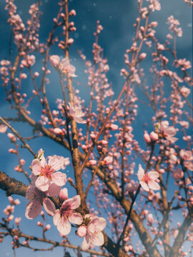 Pink flowers on tree in spring