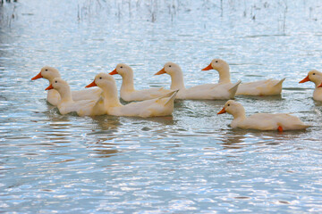 A group of cute and white ducks swimming on the water, a family of ducks