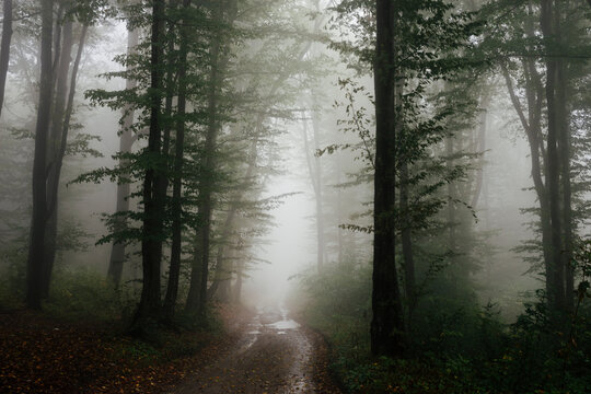 Road through enchanted forest with fog