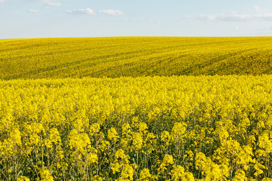 Canola (rapeseed) field