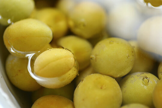 Fresh plums in the water, The process of making Japanese plum wine.