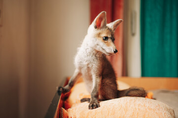 Baby Fox Sitting On The Bed