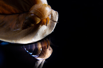 Caramujo em uma folha seca sobre uma superfície preta e reflexiva.