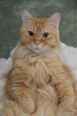 人間のように座る猫（マンチカン）