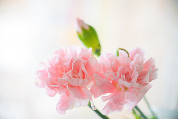 Obraz na płótnie Canvas pink carnation in drops after rain