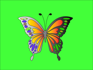 butterfly on a flower