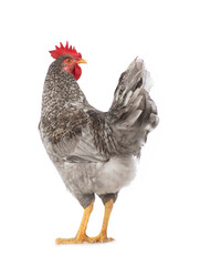 Gray rooster isolated on white background.