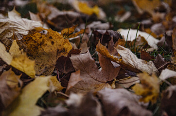 wet gray brown autumn leaves in the grass