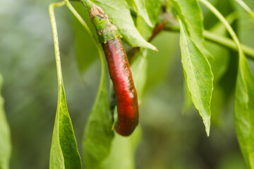 Still unharvested red hot peppers 