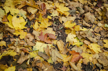 
texture of golden leaves on a path in the park