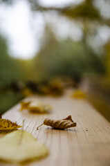 golden leaves lying on a wooden railing