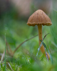 Pilz im nassen Gras