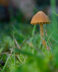 Pilz im nassen Gras