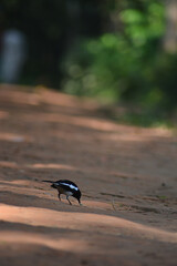 bird on the ground
