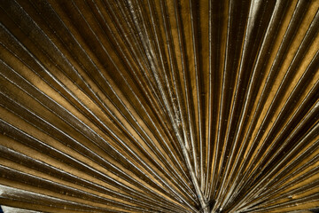 Obraz premium Golden tropial leaves