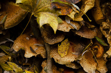 
strange yellow mushrooms growing on a tree