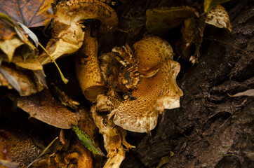
strange yellow mushrooms growing on a tree