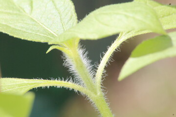 fresh green leaf