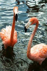 Flamingos in the the pond looking towards camera